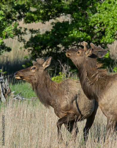 A Bull Elk in the Wichita Mountains