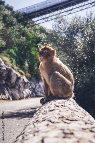 A monkey, trying to look cool.