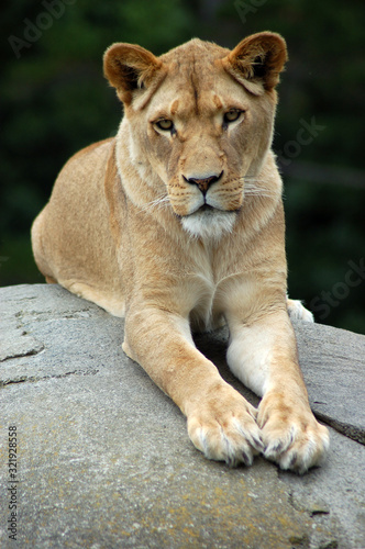 Beautiful portrait of a lioness sitting in repose