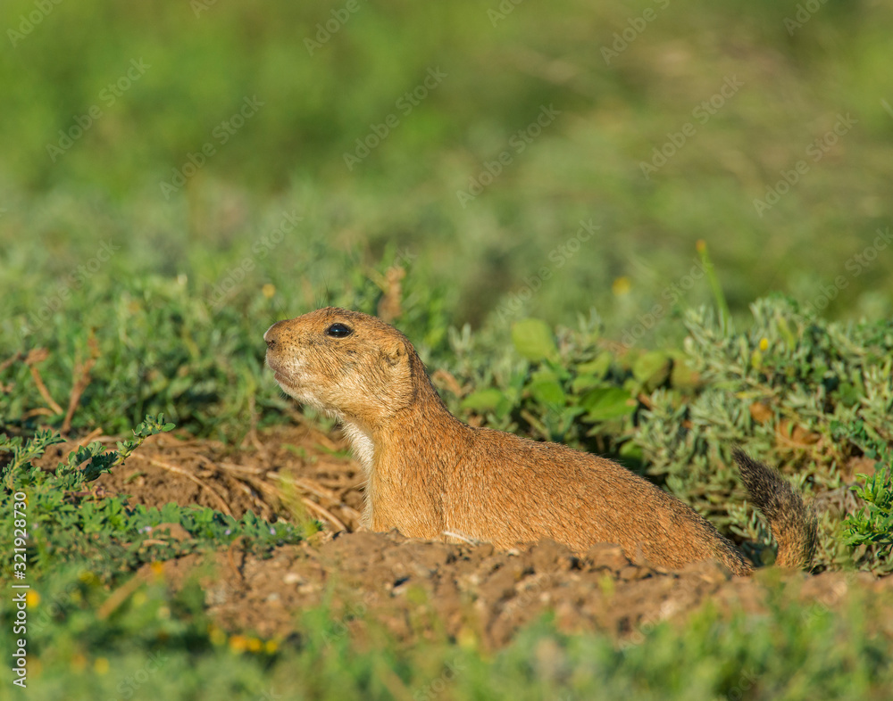 Fototapeta premium Black-tailed Prairie Dog