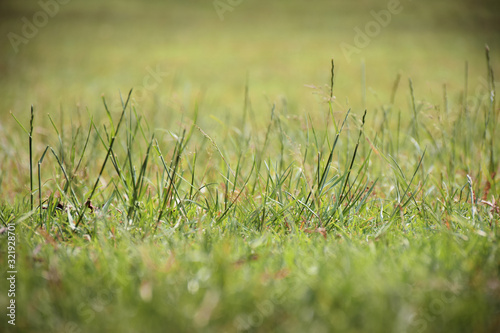 Long grass growing in a lawn or paddock