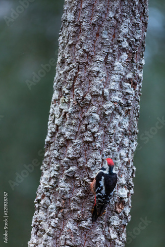 PICO MEDIANO - Middle spotted woodpecker (Dendrocoptes medius)