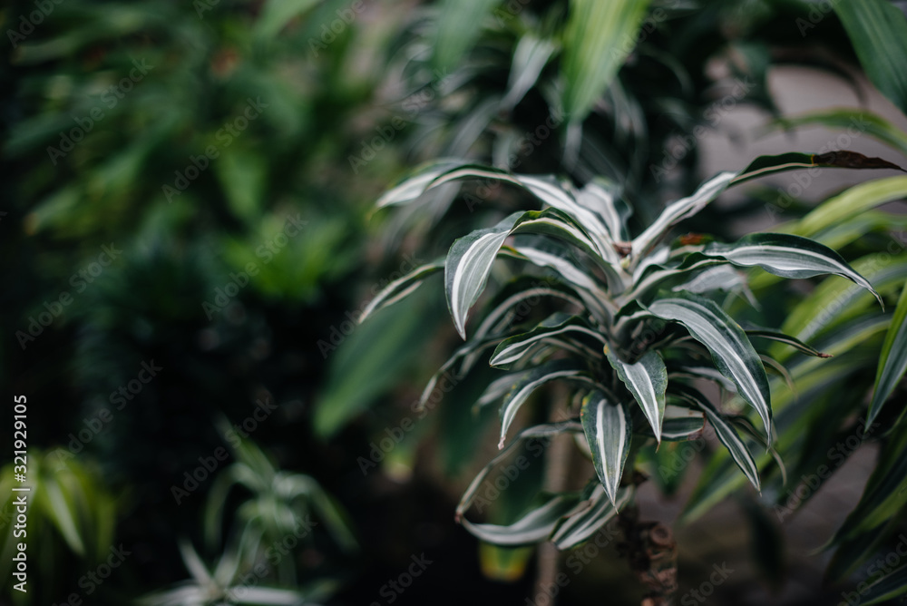 A tropical plant close up in the dense thickets of the jungle. Tropics A tropical plant close up in the dense thickets of the jungle. Tropics
