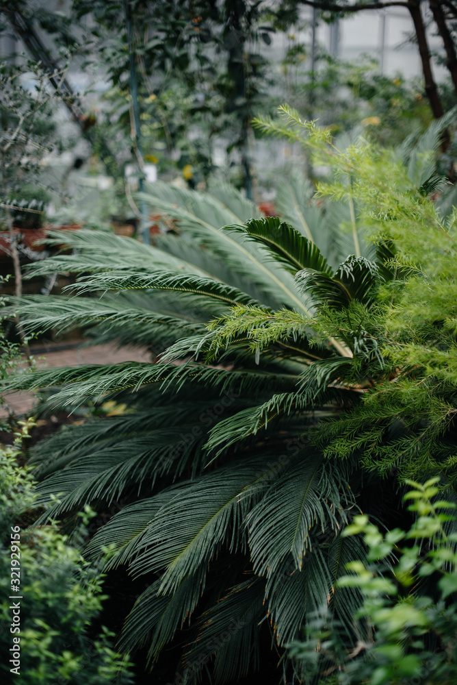 A tropical plant close up in the dense thickets of the jungle. Tropics