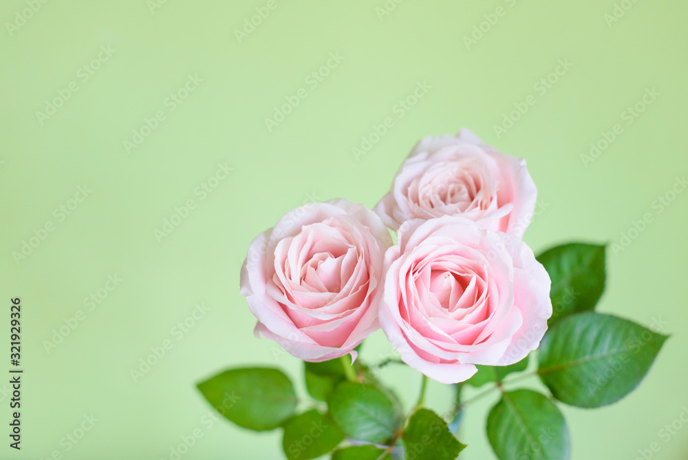 Obraz premium Rose roses on green background. Womens day concept. 8th march. Mothers day.