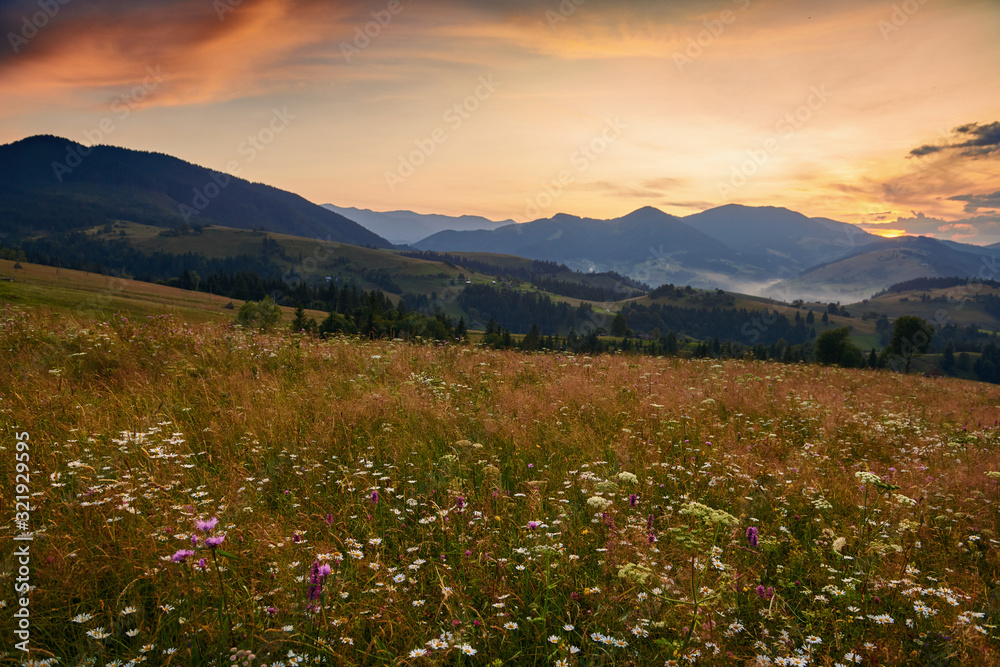 wildflowers, meadow and golden sunset in carpathian mountains - beautiful summer landscape, spruces on hills, dark cloudy sky and bright sunlight