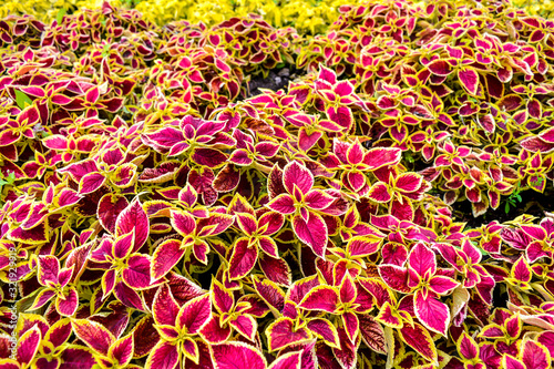 Garden coleus plants with bright red leaves cover themselves with a flower bed