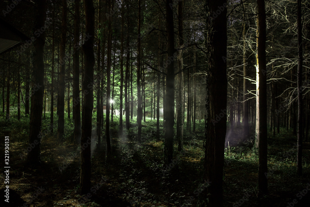 Naklejka premium Magical lights sparkling in mysterious pine forest at night.