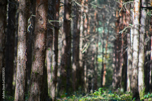 Forest Trees with Sunlight Pouring through Tree Branches at Sunset in the Woods