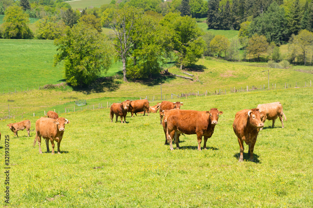 Landscape French Limousin with cows
