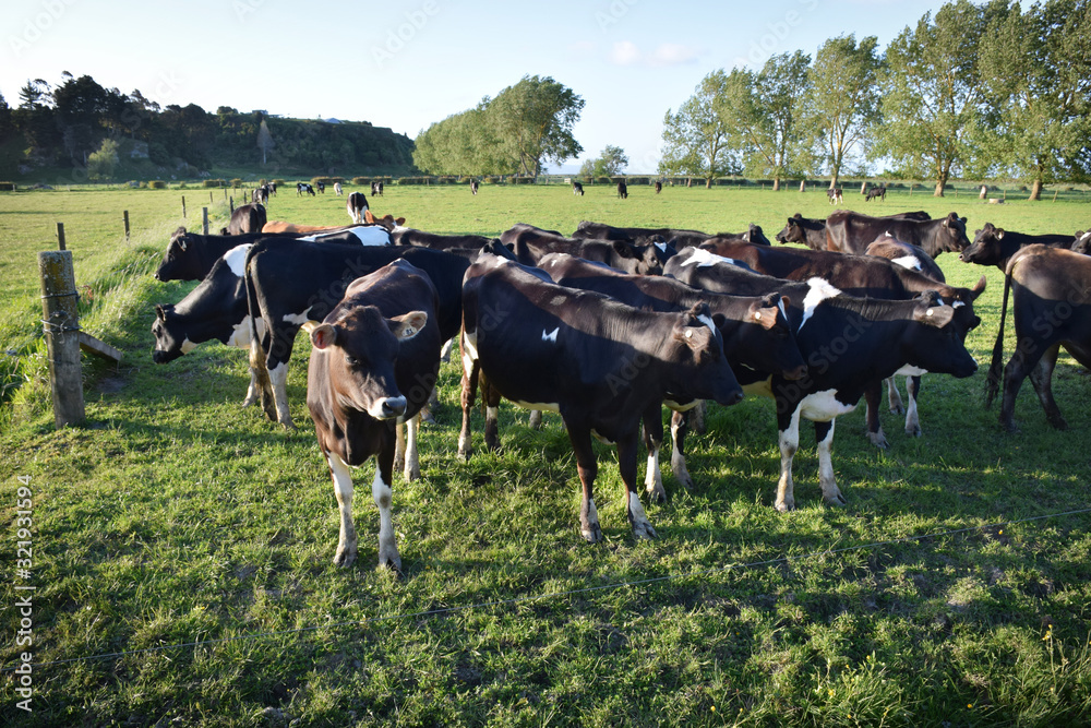 Curious farmed cows in a field on a sunny morning Curious farmed cows in a field on a sunny morning