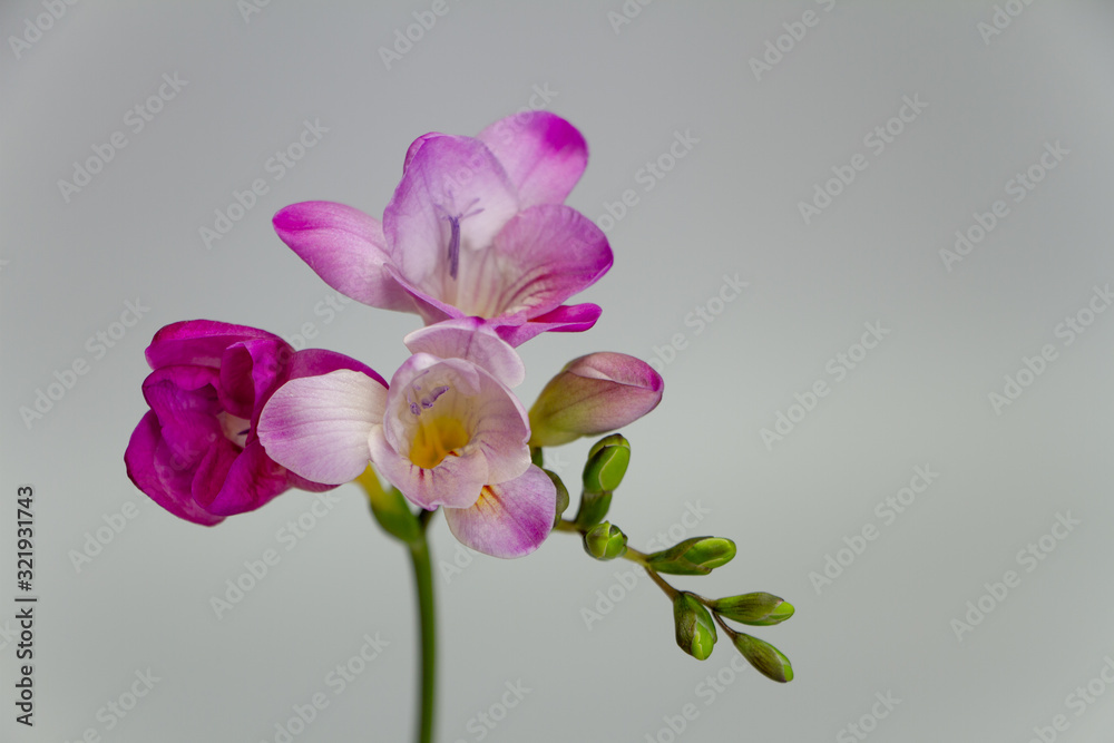 A branch of blooming pink freesia isolate on a light gray background, greeting card or concept