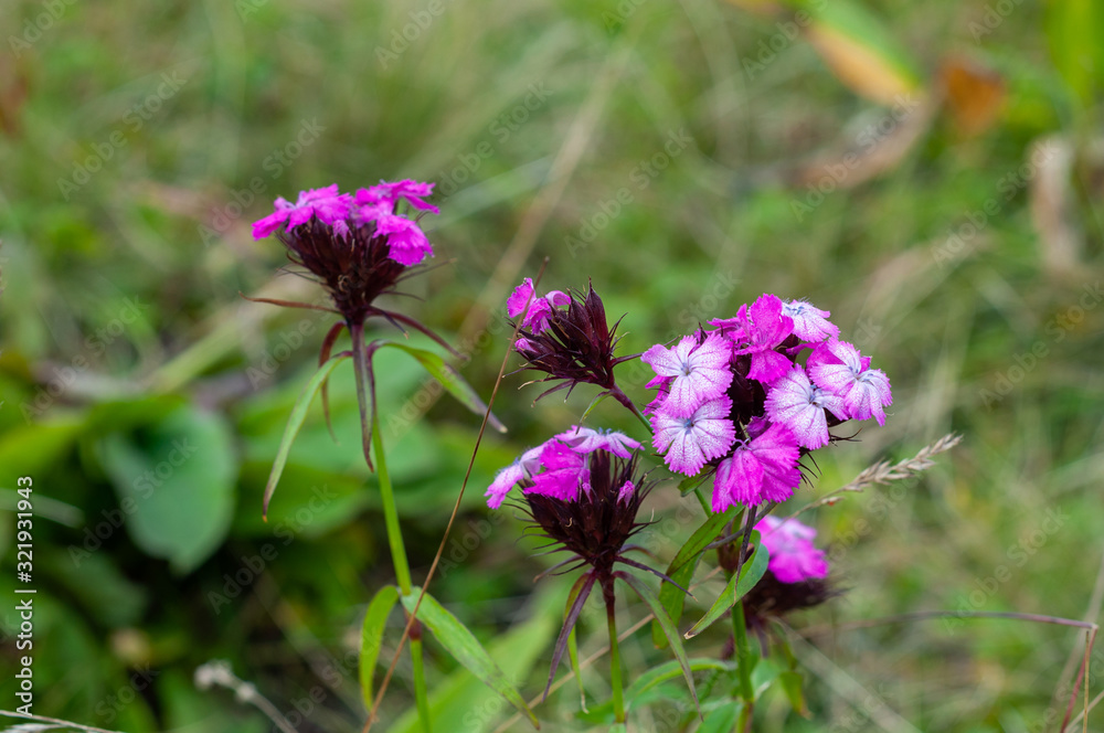 Field carnation with bright pink petals. Closeup. Field carnation with bright pink petals. Closeup.