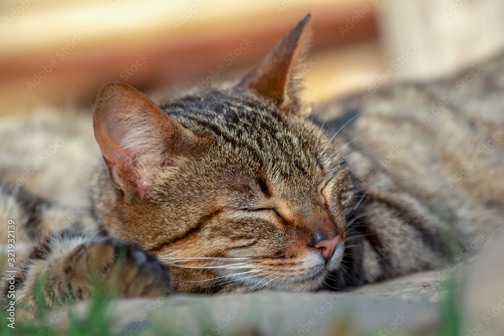 Close-up photography of sleeping domestic cats, found in a house near Las Coloradas lagoon in the municipality of Gachantiva in the department of Boyaca, Colombia