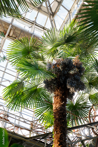 Bottom view of tropical exotic palm grows in greenhouse under a glass roof in sunny day. Botanical garden in St. Petersburg. 