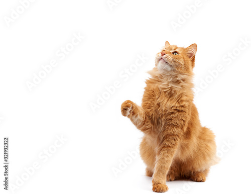 Obraz na plátne adult ginger fluffy cat raised his front paw up on a white background
