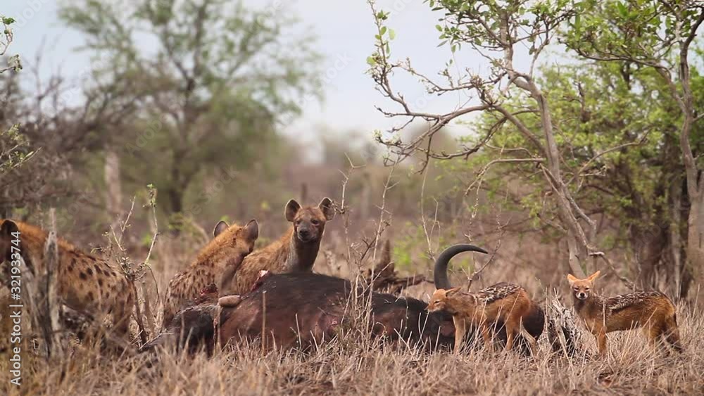 Spotted hyaena and black backed jackal scavenging a buffalo carcass in Kruger National park, South Africa ; Specie Crocuta crocuta family of Hyaenidae Spotted hyaena and black backed jackal scavenging a buffalo carcass in Kruger National park, South Africa ; Specie Crocuta crocuta family of Hyaenidae