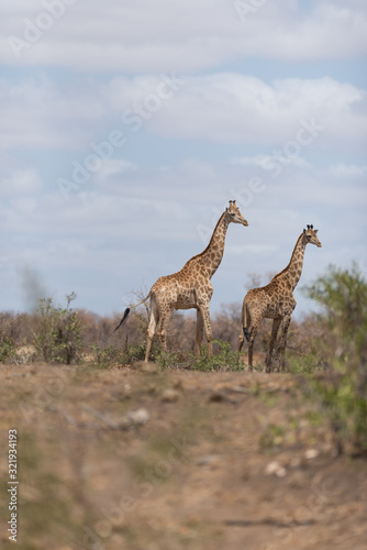 Giraffe in the wilderness of Africa © Ozkan Ozmen