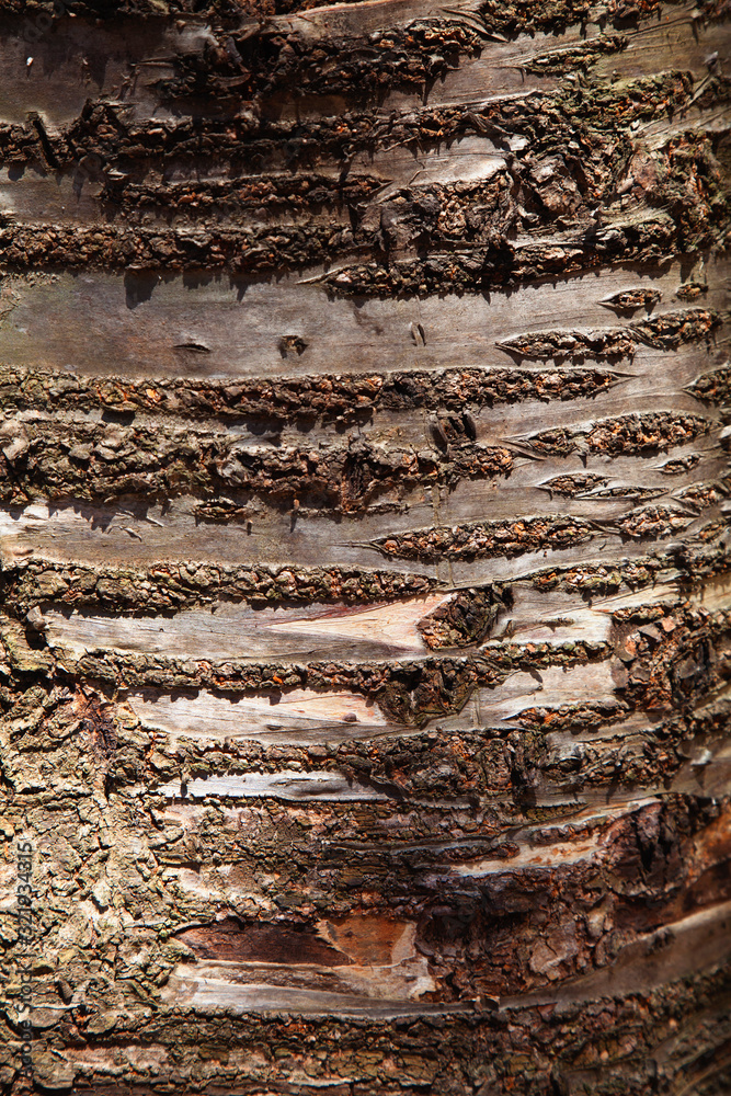 Background texture of tree bark. Skin the bark of a tree Background texture of tree bark. Skin the bark of a tree
