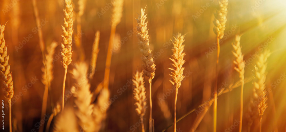 Fototapeta premium Spikes of wheat. Agriculture, agronomy, industry concept. Horizontal image.