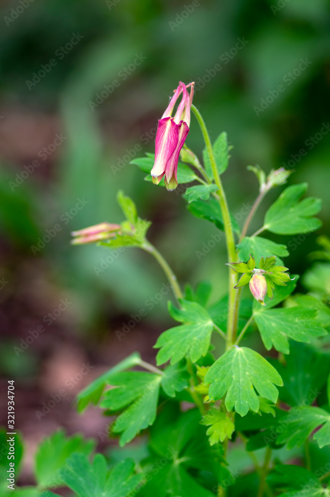 Naklejka premium Aquilegia caerulea red white yellow flowering plant, beautiful ornamental herbaceous perennial flowers in bloom