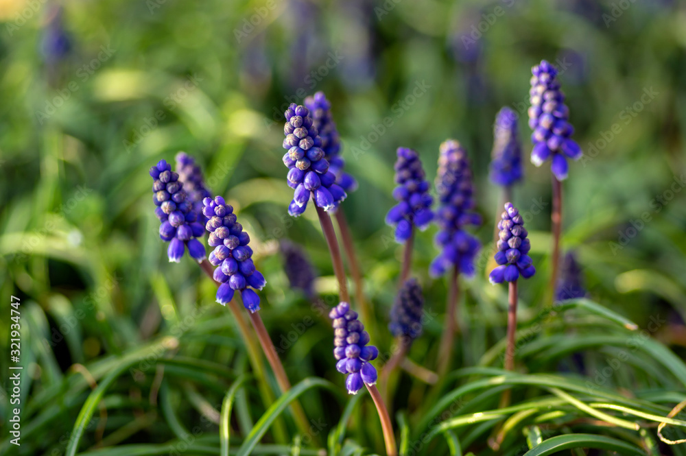 Muscari armeniacum flowering plant, blue spring bulbous grape hyacinth flowers in bloom in the garden Muscari armeniacum flowering plant, blue spring bulbous grape hyacinth flowers in bloom in the garden