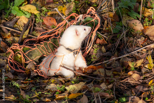 winter leaves with hunting ferret coming out of rabbit burrow with net over burrow