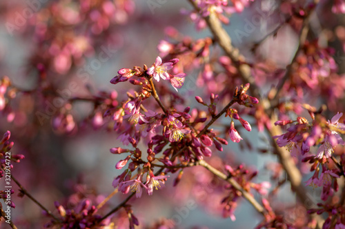 Prunus okame flowering early spring ornamental tree, beautiful small pink flowers in bloom photo