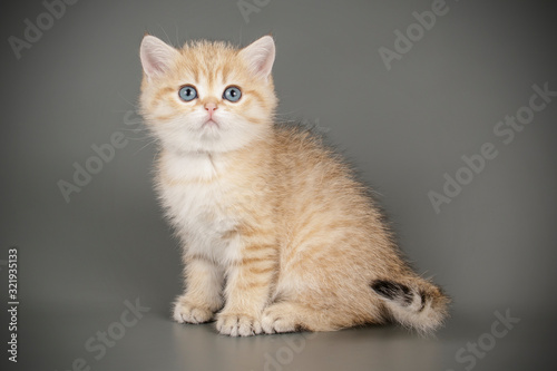 Scottish straight shorthair cat on colored backgrounds