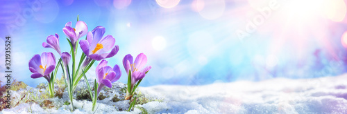 Crocus Flowers Grow In Melt Snow