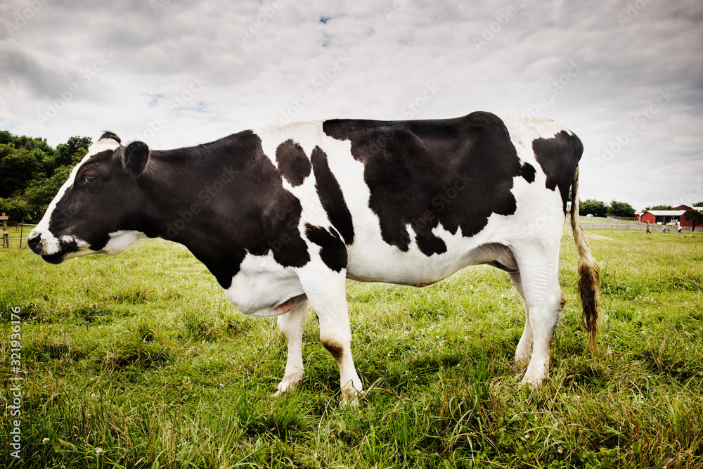 cow in field cow in field