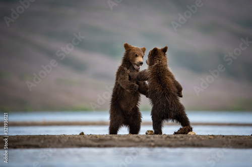 The young Kamchatka brown bear, Ursus arctos beringianus catches salmons at Kuril Lake in Kamchatka, running and playing in the water, action picture