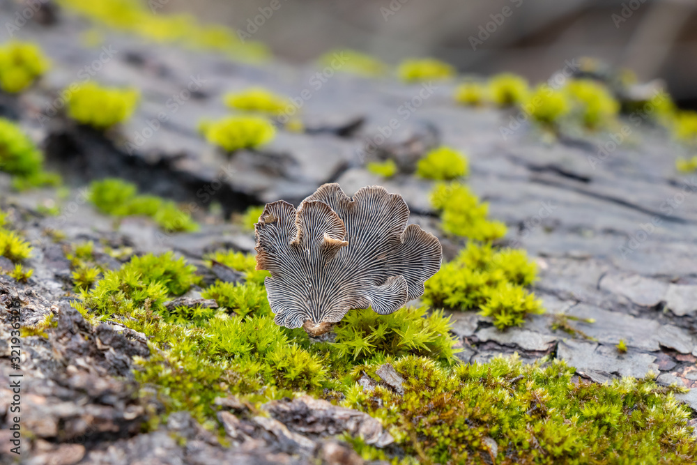 Obraz premium Resupinatus alboniger mushroom growing on a moss-covered log