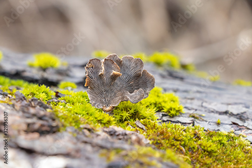 Resupinatus alboniger mushroom growing on a moss-covered log photo