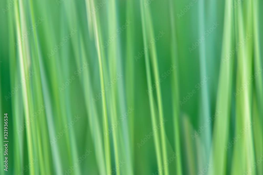 green grass background abstract image