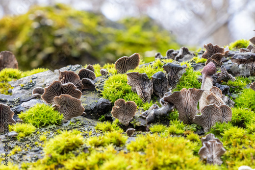 Resupinatus alboniger mushroom growing on a moss-covered log