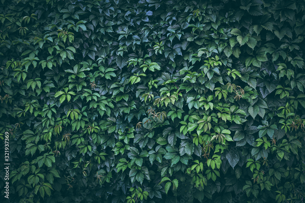Green plant leaves background, foliage wall, toned - obrazy, fototapety, plakaty 