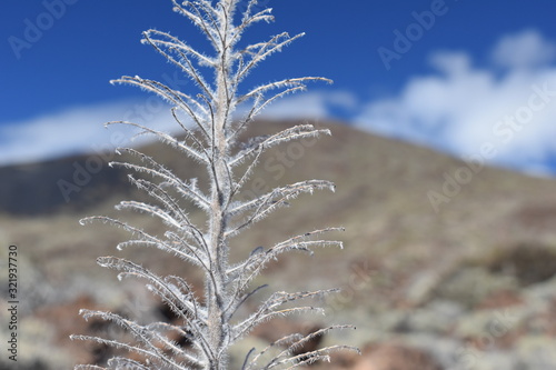 A plant Tenerife teide