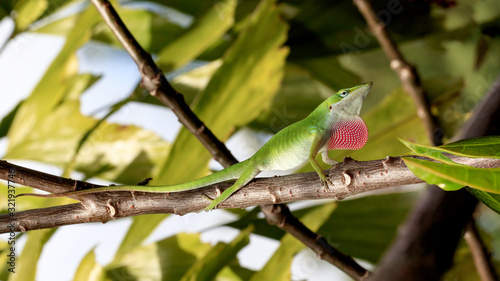 Green anole, Anolis carolinensis, sits on branches and mates
