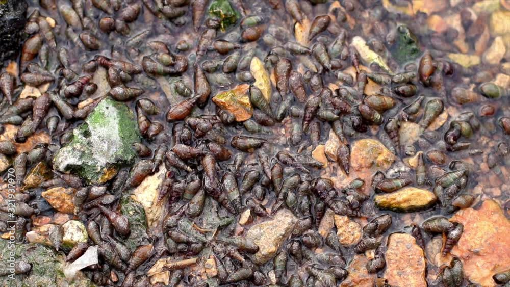 A pile of sea snails and spiral mollusks which are alive and moving