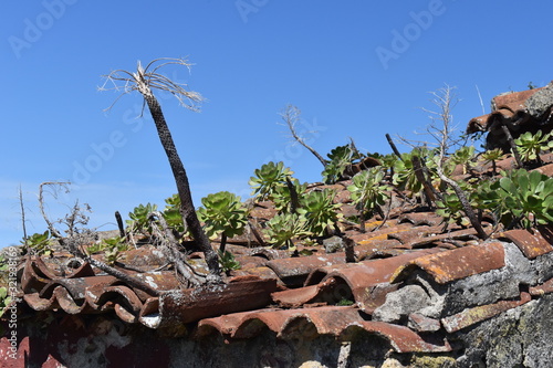 Old roof with plants