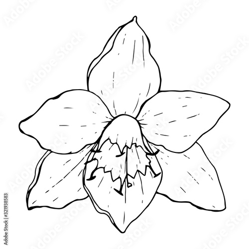 White flower Eucharis (Amazonian Lily), black outline on a white background isolated, stock vector illustration