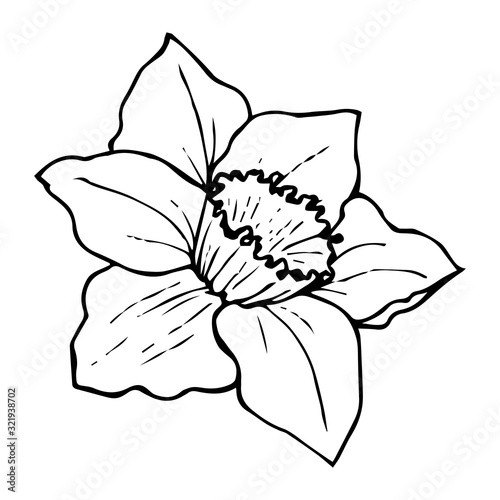 Flower daffodil contour drawing black isolated on white background, stock vector illustration