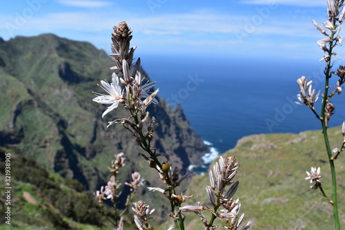 Detail plant and shore