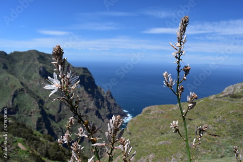 Plant and coastline