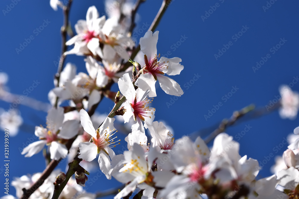 White almond tree flowers with deep blue sky in the background White almond tree flowers with deep blue sky in the background