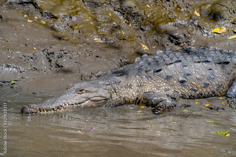 Obraz premium crocodile in mud