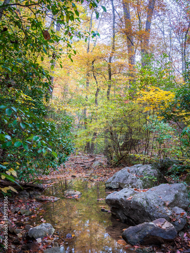 Autumn Leaves over Creek 02