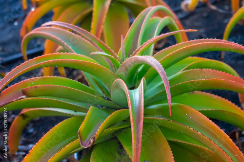 Aloea vera fresh plantt photo