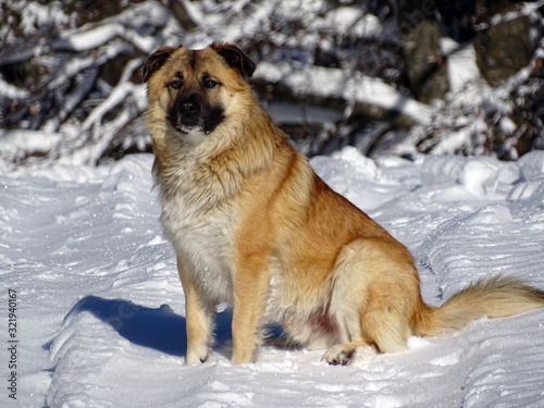 dog in the snow © Bogdan